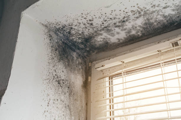 Affordable Mold Remediation solutions in Wood-Ridge, NJ